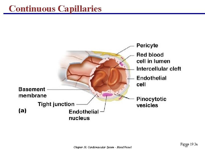 Continuous Capillaries Chapter 19, Cardiovascular System - Blood Vessel Figure 19. 3 a 12
