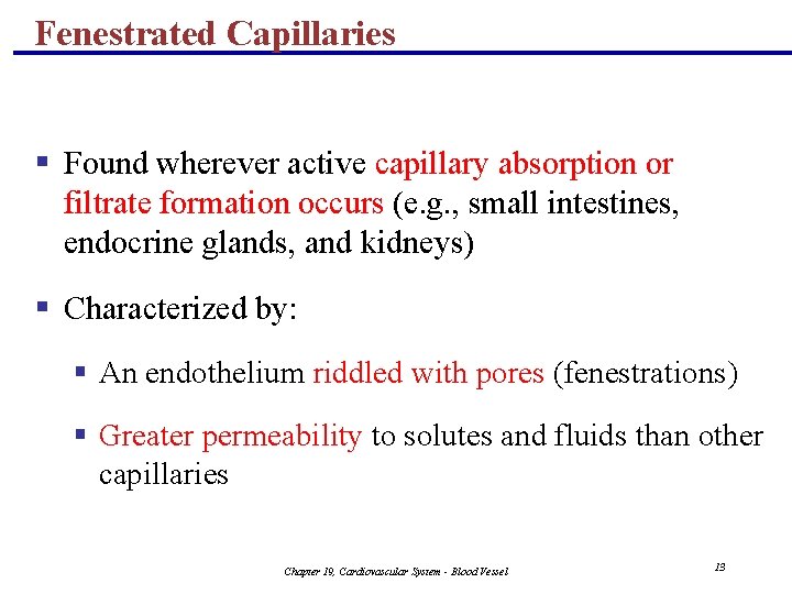 Fenestrated Capillaries § Found wherever active capillary absorption or filtrate formation occurs (e. g.