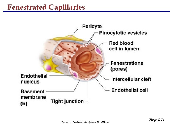 Fenestrated Capillaries Chapter 19, Cardiovascular System - Blood Vessel Figure 19. 3 b 14