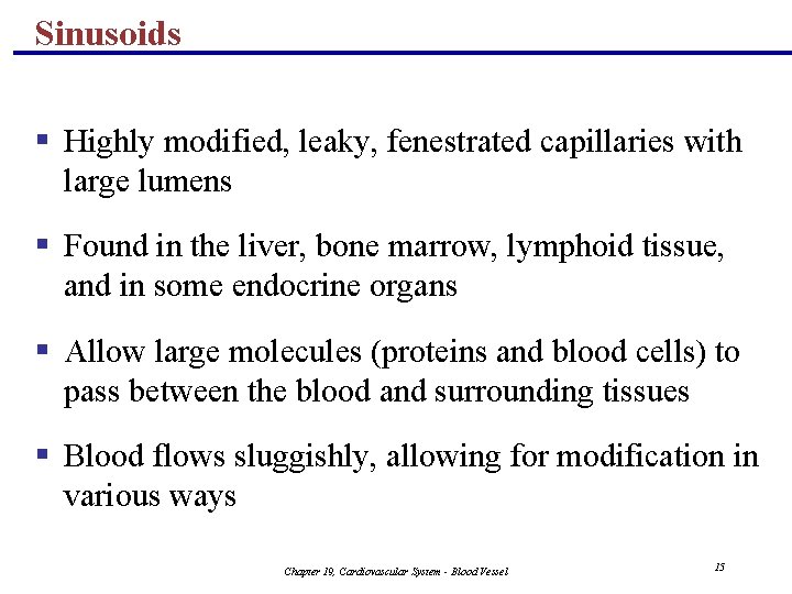 Sinusoids § Highly modified, leaky, fenestrated capillaries with large lumens § Found in the