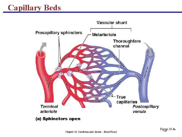 Capillary Beds Chapter 19, Cardiovascular System - Blood Vessel Figure 19. 4 a 18