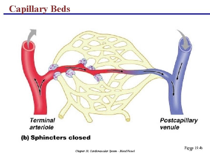 Capillary Beds Chapter 19, Cardiovascular System - Blood Vessel Figure 19. 4 b 19