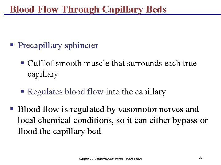 Blood Flow Through Capillary Beds § Precapillary sphincter § Cuff of smooth muscle that
