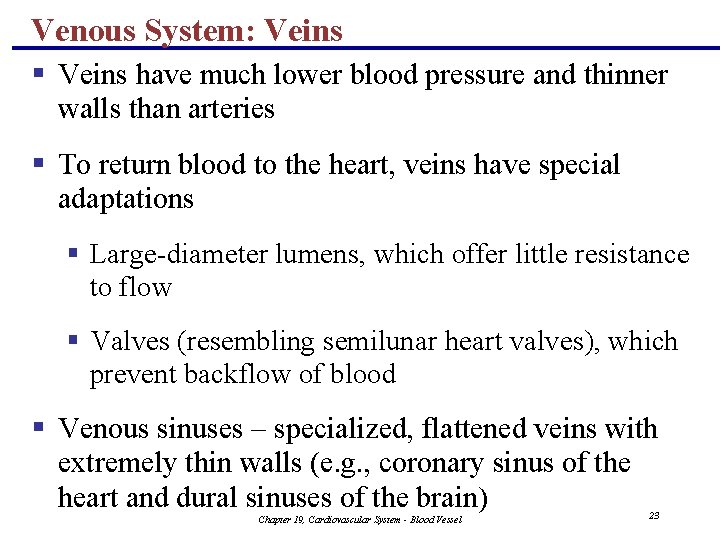 Venous System: Veins § Veins have much lower blood pressure and thinner walls than