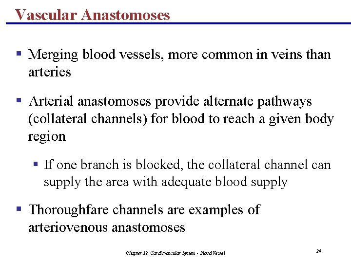 Vascular Anastomoses § Merging blood vessels, more common in veins than arteries § Arterial