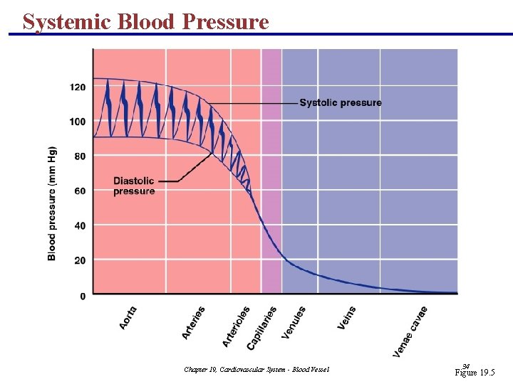 Systemic Blood Pressure Chapter 19, Cardiovascular System - Blood Vessel 34 Figure 19. 5