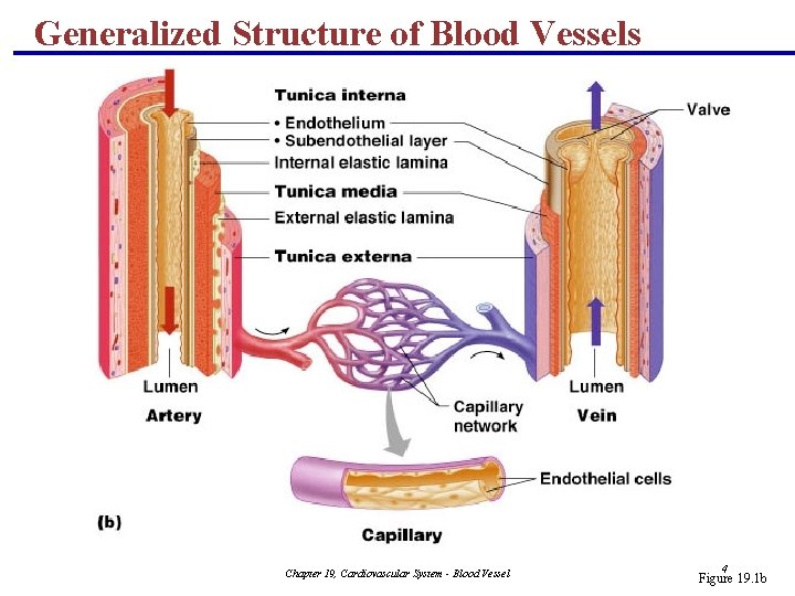 Generalized Structure of Blood Vessels Chapter 19, Cardiovascular System - Blood Vessel 4 Figure