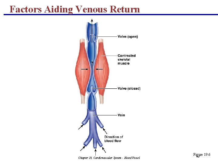 Factors Aiding Venous Return Chapter 19, Cardiovascular System - Blood Vessel Figure 19. 6