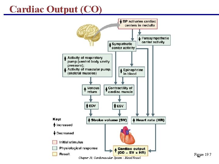 Cardiac Output (CO) Chapter 19, Cardiovascular System - Blood Vessel Figure 19. 7 44