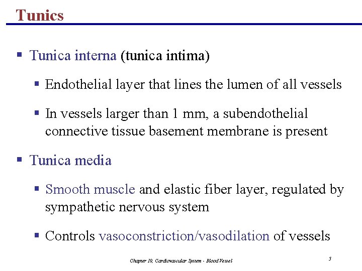 Tunics § Tunica interna (tunica intima) § Endothelial layer that lines the lumen of
