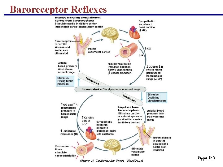 Baroreceptor Reflexes Chapter 19, Cardiovascular System - Blood Vessel Figure 19. 8 51 