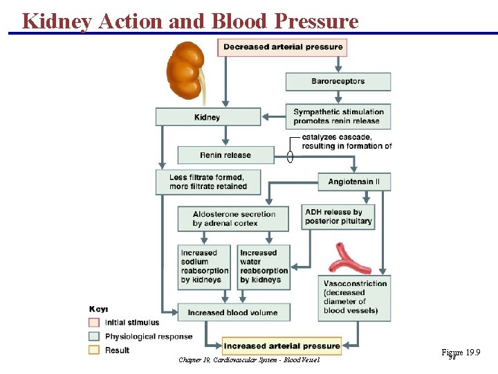 Kidney Action and Blood Pressure Chapter 19, Cardiovascular System - Blood Vessel Figure 19.