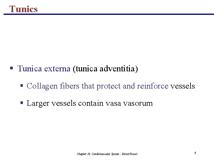 Tunics § Tunica externa (tunica adventitia) § Collagen fibers that protect and reinforce vessels