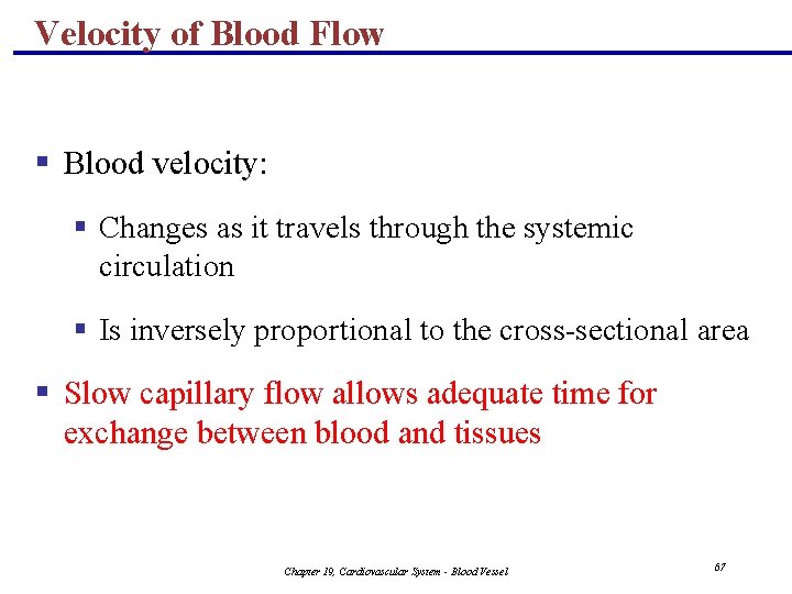 Velocity of Blood Flow § Blood velocity: § Changes as it travels through the