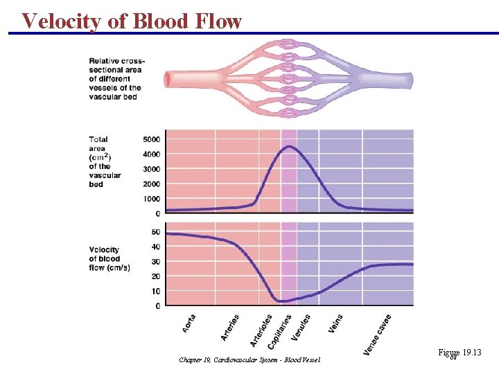 Velocity of Blood Flow Chapter 19, Cardiovascular System - Blood Vessel Figure 19. 13