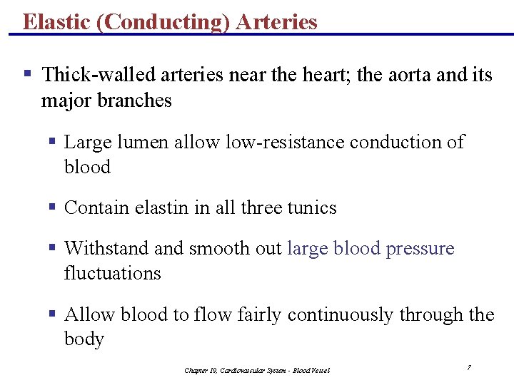 Elastic (Conducting) Arteries § Thick-walled arteries near the heart; the aorta and its major
