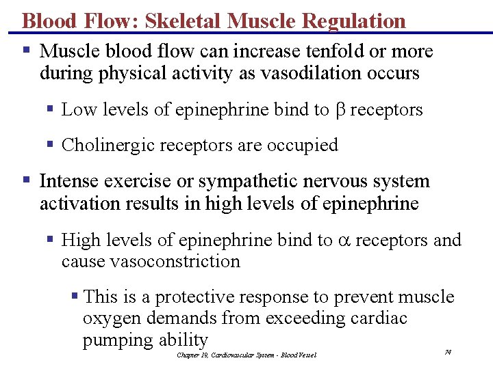 Blood Flow: Skeletal Muscle Regulation § Muscle blood flow can increase tenfold or more