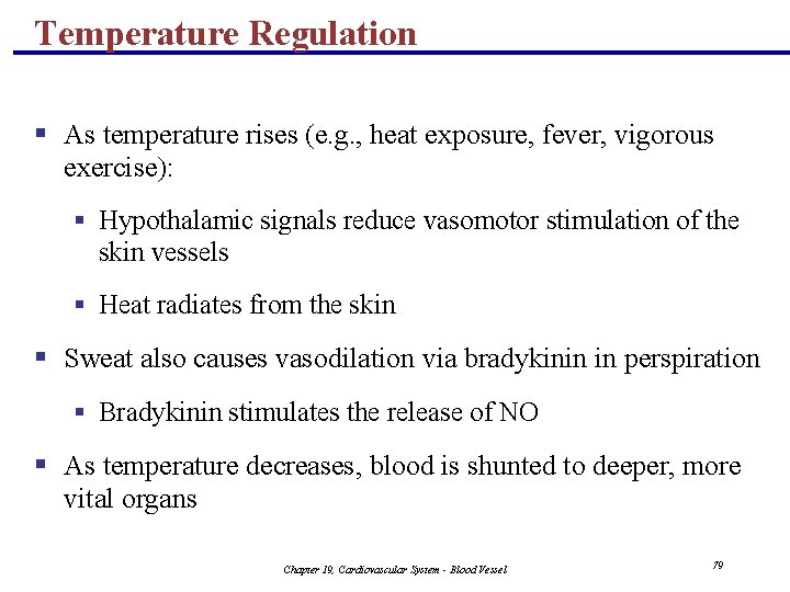 Temperature Regulation § As temperature rises (e. g. , heat exposure, fever, vigorous exercise):