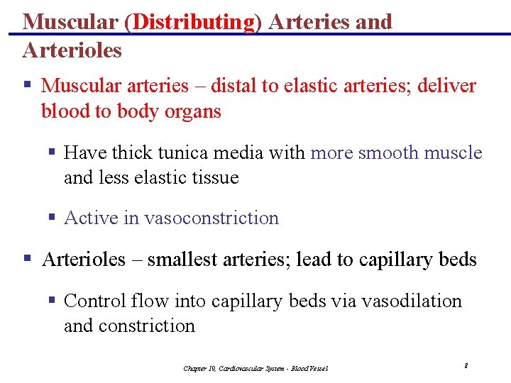 Muscular (Distributing) Arteries and Arterioles § Muscular arteries – distal to elastic arteries; deliver
