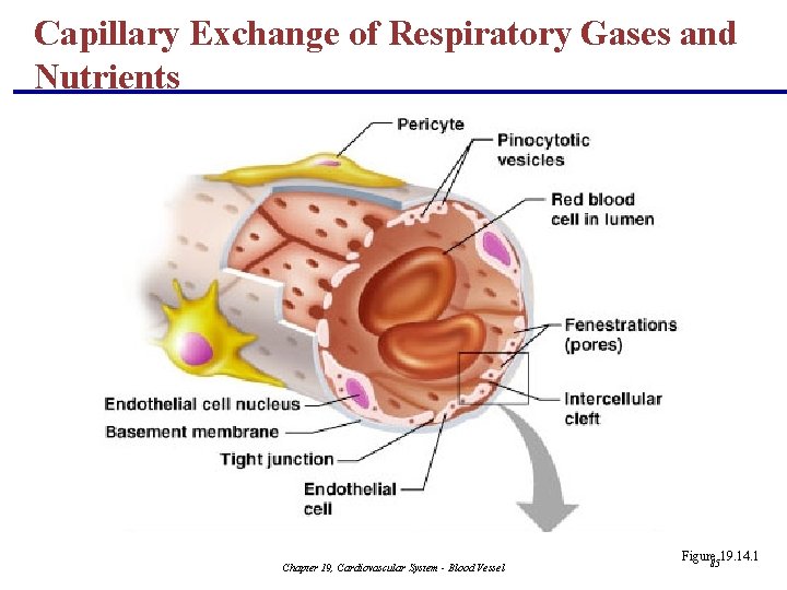 Capillary Exchange of Respiratory Gases and Nutrients Chapter 19, Cardiovascular System - Blood Vessel
