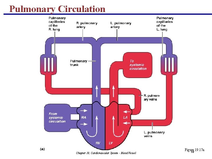 Pulmonary Circulation Chapter 19, Cardiovascular System - Blood Vessel Figure 19. 17 a 98