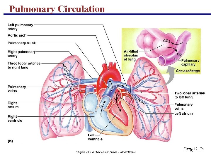 Pulmonary Circulation Chapter 19, Cardiovascular System - Blood Vessel Figure 19. 17 b 99