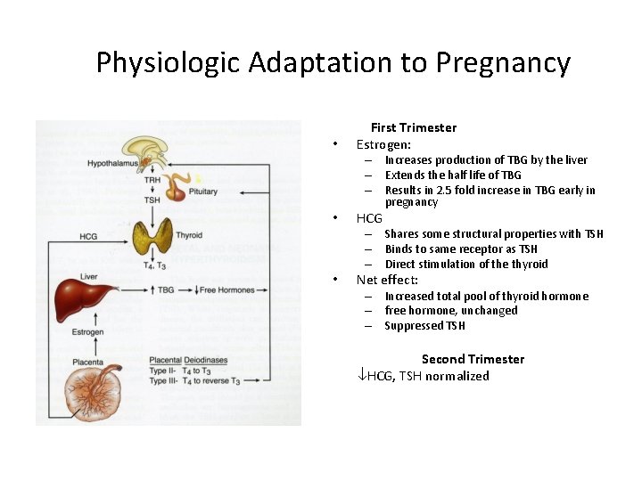 Physiologic Adaptation to Pregnancy First Trimester Estrogen: • – Increases production of TBG by