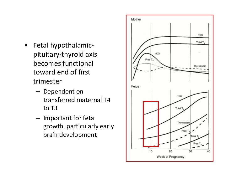  • Fetal hypothalamicpituitary-thyroid axis becomes functional toward end of first trimester – Dependent