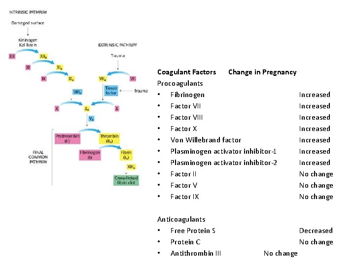 Coagulant Factors Change in Pregnancy Procoagulants • Fibrinogen • Factor VIII • Factor X