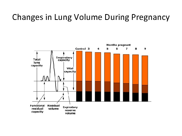 Changes in Lung Volume During Pregnancy 