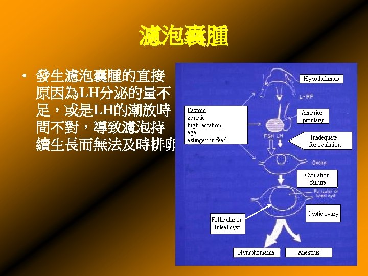 濾泡囊腫 • 發生濾泡囊腫的直接 原因為LH分泌的量不 足，或是LH的潮放時 Factors genetic high lactation 間不對，導致濾泡持 age 續生長而無法及時排卵。estrogen in feed