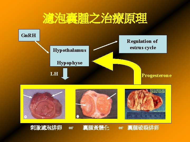 濾泡囊腫之治療原理 Gn. RH Hypothalamus Regulation of estrus cycle Hypophyse LH 刺激濾泡排卵 Progesterone or 囊腫黃體化