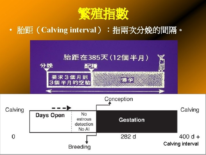 繁殖指數 • 胎距（Calving interval）：指兩次分娩的間隔。 Calving interval 