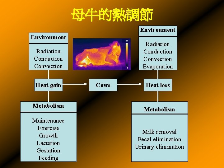 母牛的熱調節 Environment Radiation Conduction Convection Evaporation Radiation Conduction Convection Heat gain Metabolism Maintenance Exercise