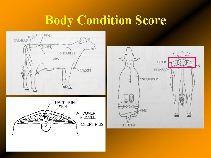 Body Condition Score 