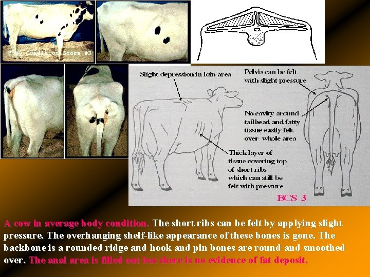 A cow in average body condition. The short ribs can be felt by applying