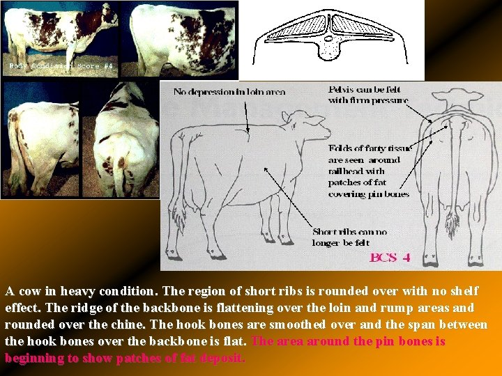 A cow in heavy condition. The region of short ribs is rounded over with