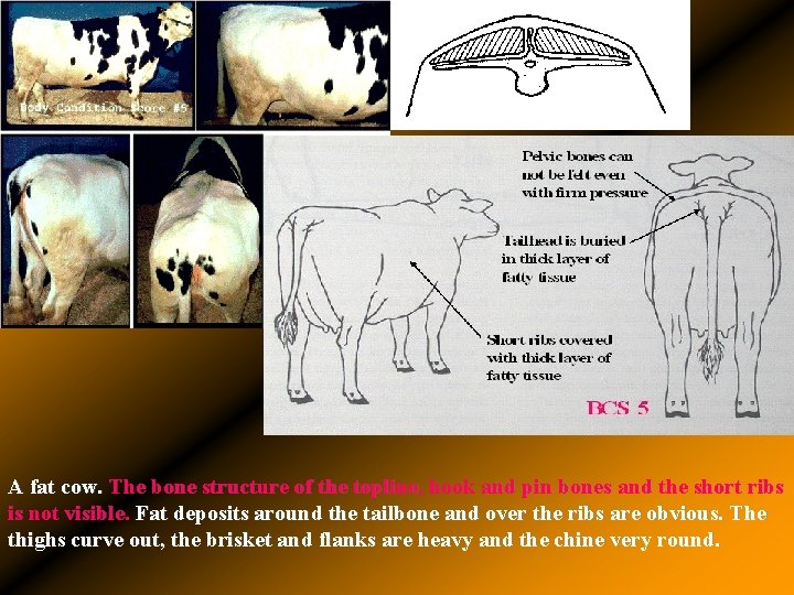 A fat cow. The bone structure of the topline, hook and pin bones and