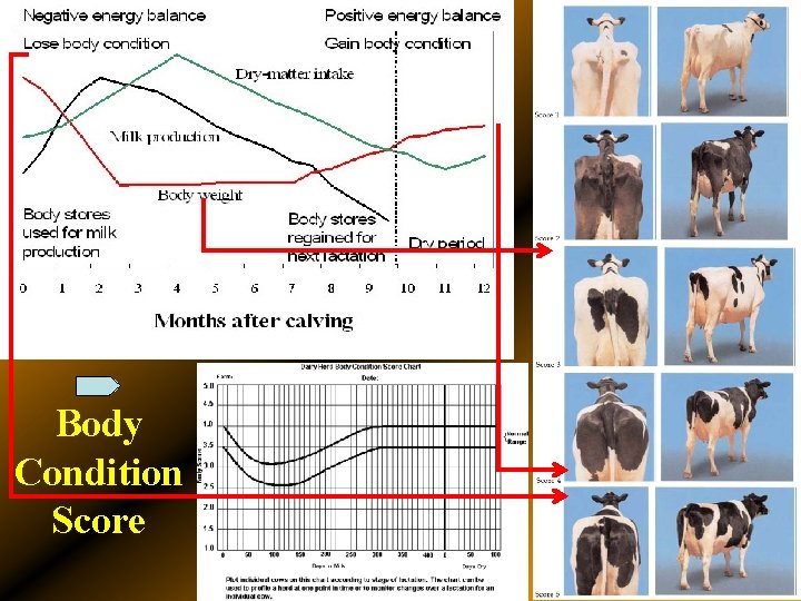 Body Condition Score 