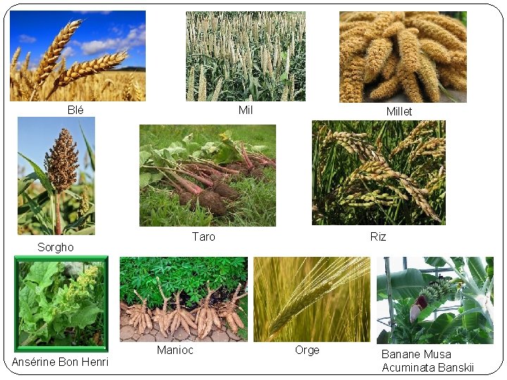 Blé Sorgho Ansérine Bon Henri Millet Taro Manioc Riz Orge Banane Musa Acuminata Banskii