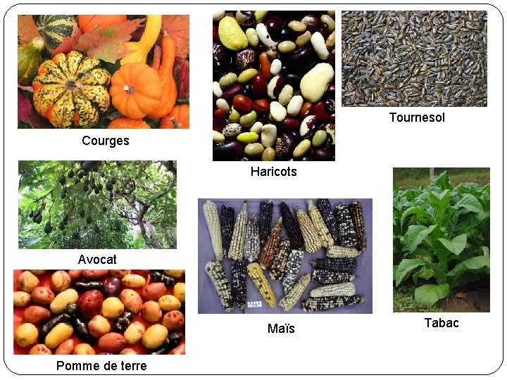 Tournesol Courges Haricots Avocat Maïs Pomme de terre Tabac 