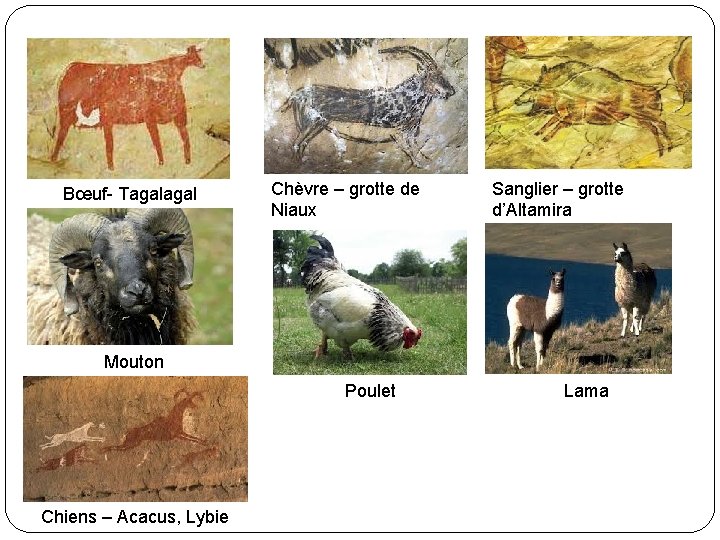 Bœuf- Tagal Chèvre – grotte de Niaux Sanglier – grotte d’Altamira Mouton Poulet Chiens
