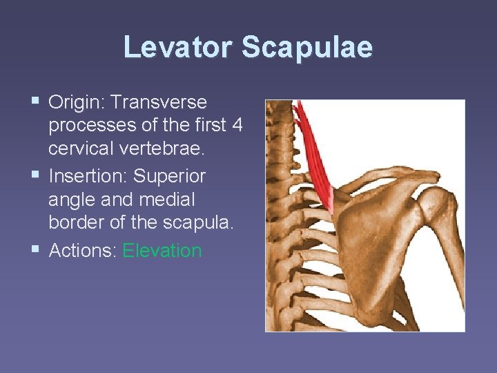 Levator Scapulae § Origin: Transverse processes of the first 4 cervical vertebrae. § Insertion:
