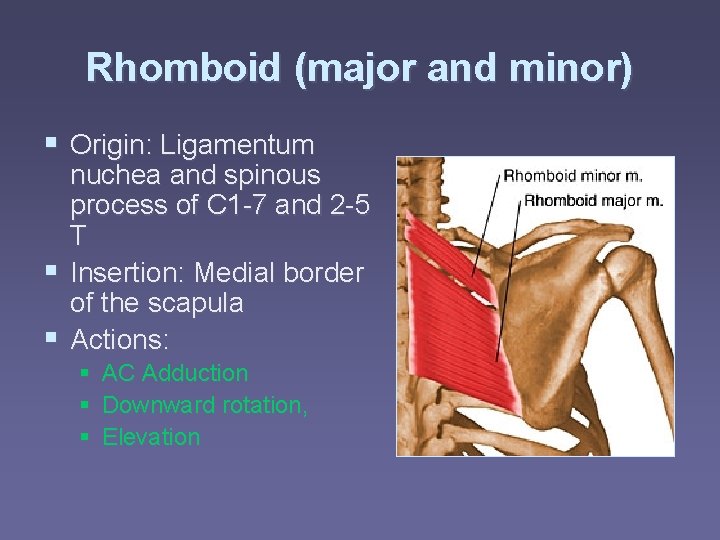 Rhomboid (major and minor) § Origin: Ligamentum nuchea and spinous process of C 1