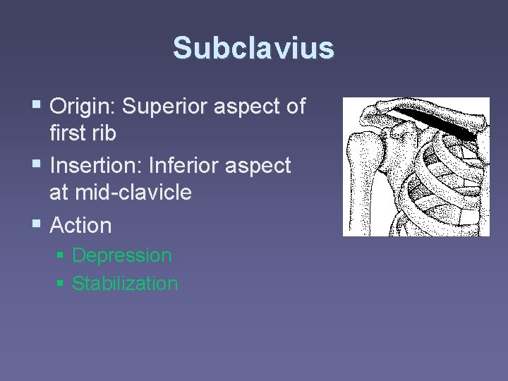 Subclavius § Origin: Superior aspect of first rib § Insertion: Inferior aspect at mid-clavicle