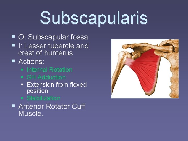 Subscapularis § O: Subscapular fossa § I: Lesser tubercle and crest of humerus §