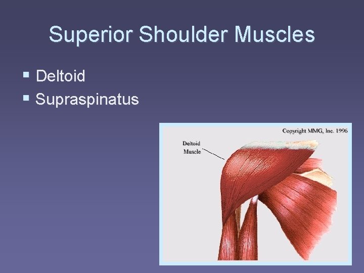 Superior Shoulder Muscles § Deltoid § Supraspinatus 