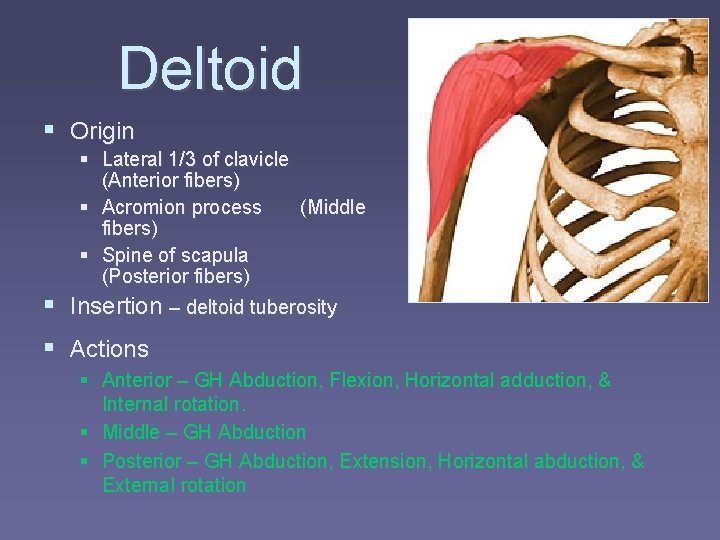 Deltoid § Origin § Lateral 1/3 of clavicle (Anterior fibers) § Acromion process (Middle