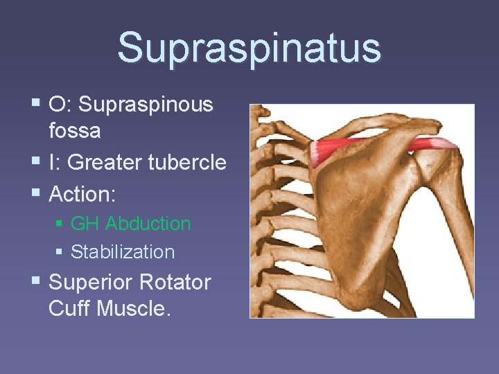 Supraspinatus § O: Supraspinous fossa § I: Greater tubercle § Action: § GH Abduction