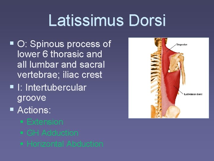 Latissimus Dorsi § O: Spinous process of lower 6 thorasic and all lumbar and